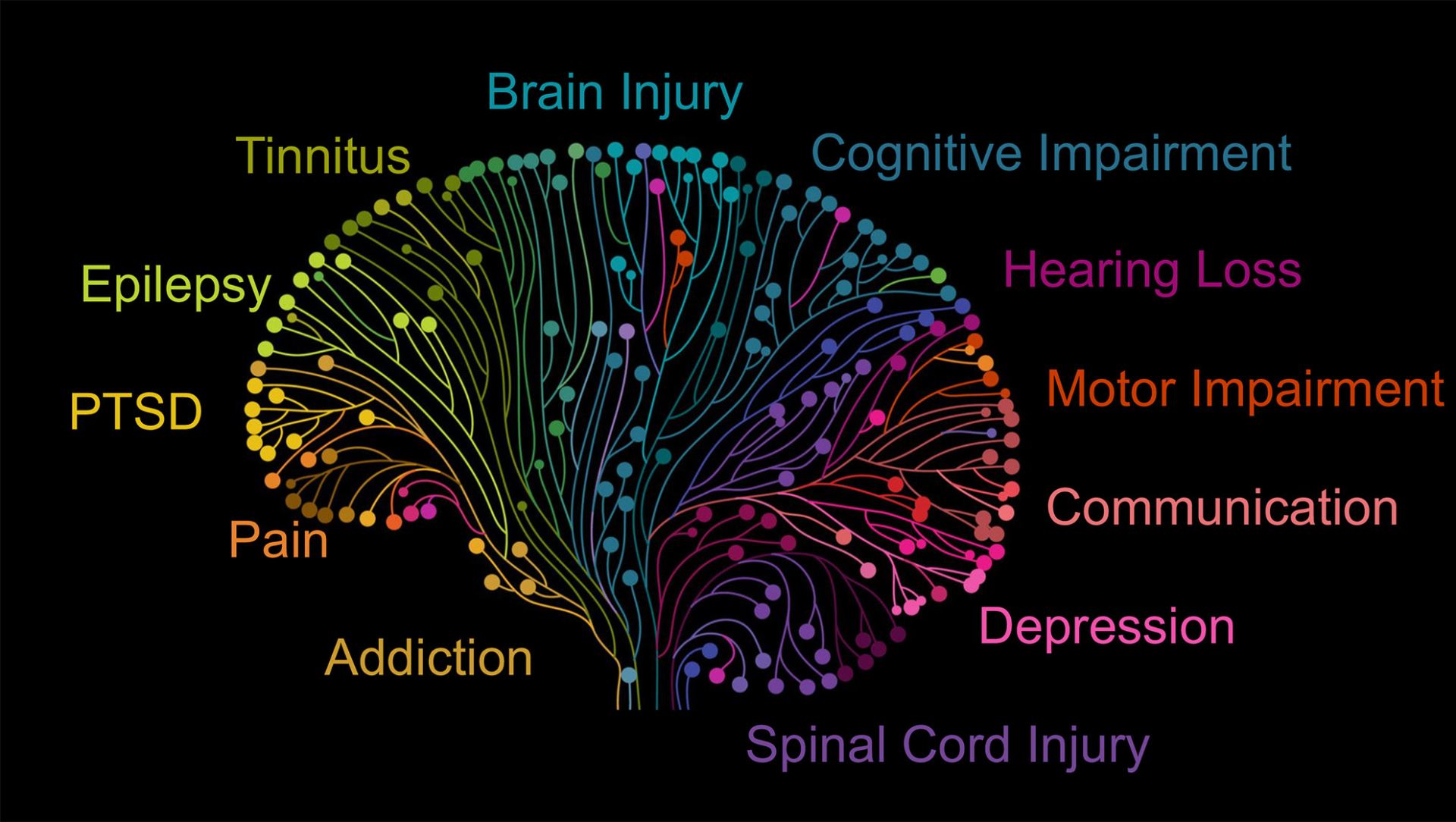 Colorful illustration of a brain with color coding to demonstrate what each part of the brain controls.