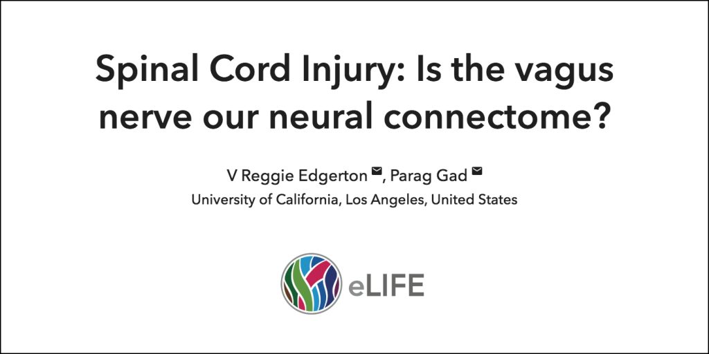 Spinal Cord Injury: Is the vagus nerve our neural connectome?